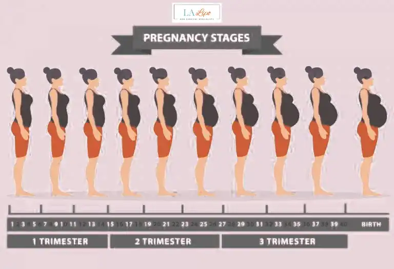 First Trimester (Weeks 1–12): Early Changes You Might Not Notice Camden Town